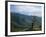 Twisted Tree in Lush Landscape, Bear River Range, Cache National Forest, Cache Valley, Idaho, USA-Scott T^ Smith-Framed Photographic Print