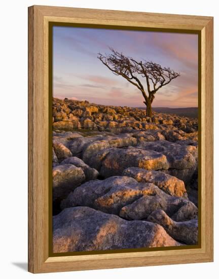 Twisted Tree, Twistleton Scar End, Ingleton, Yorkshire Dales National Park, England, United Kingdom-Neale Clark-Framed Premier Image Canvas
