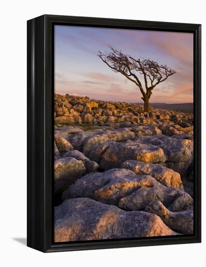 Twisted Tree, Twistleton Scar End, Ingleton, Yorkshire Dales National Park, England, United Kingdom-Neale Clark-Framed Premier Image Canvas