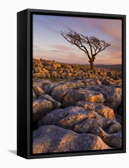 Twisted Tree, Twistleton Scar End, Ingleton, Yorkshire Dales National Park, England, United Kingdom-Neale Clark-Framed Premier Image Canvas