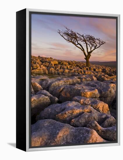 Twisted Tree, Twistleton Scar End, Ingleton, Yorkshire Dales National Park, England, United Kingdom-Neale Clark-Framed Premier Image Canvas