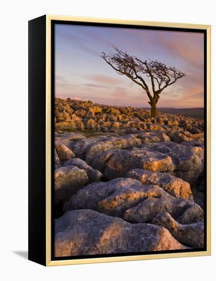 Twisted Tree, Twistleton Scar End, Ingleton, Yorkshire Dales National Park, England, United Kingdom-Neale Clark-Framed Premier Image Canvas