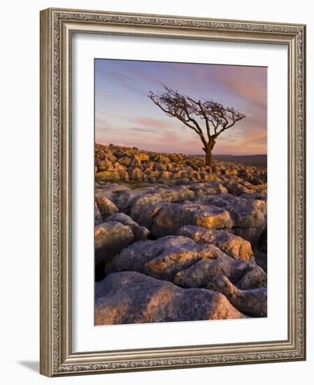 Twisted Tree, Twistleton Scar End, Ingleton, Yorkshire Dales National Park, England, United Kingdom-Neale Clark-Framed Photographic Print