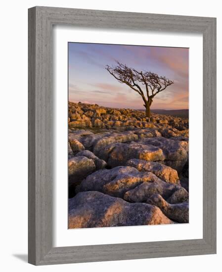 Twisted Tree, Twistleton Scar End, Ingleton, Yorkshire Dales National Park, England, United Kingdom-Neale Clark-Framed Photographic Print