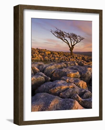 Twisted Tree, Twistleton Scar End, Ingleton, Yorkshire Dales National Park, England, United Kingdom-Neale Clark-Framed Photographic Print