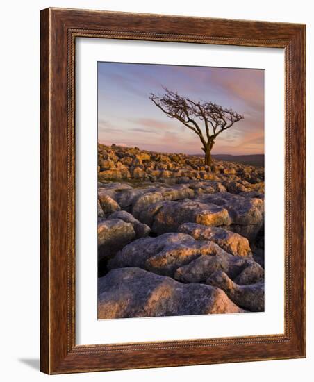 Twisted Tree, Twistleton Scar End, Ingleton, Yorkshire Dales National Park, England, United Kingdom-Neale Clark-Framed Photographic Print