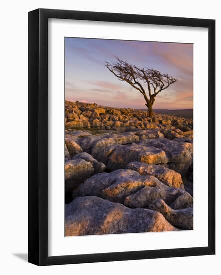 Twisted Tree, Twistleton Scar End, Ingleton, Yorkshire Dales National Park, England, United Kingdom-Neale Clark-Framed Photographic Print