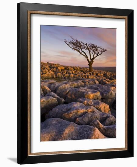 Twisted Tree, Twistleton Scar End, Ingleton, Yorkshire Dales National Park, England, United Kingdom-Neale Clark-Framed Photographic Print