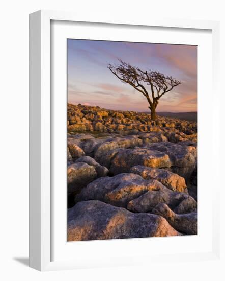 Twisted Tree, Twistleton Scar End, Ingleton, Yorkshire Dales National Park, England, United Kingdom-Neale Clark-Framed Photographic Print