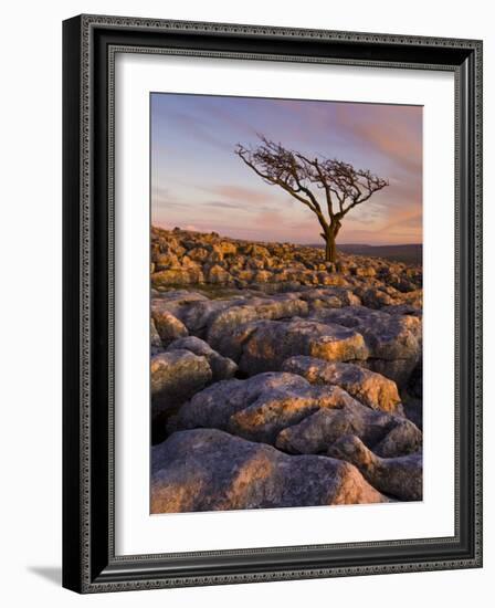 Twisted Tree, Twistleton Scar End, Ingleton, Yorkshire Dales National Park, England, United Kingdom-Neale Clark-Framed Photographic Print