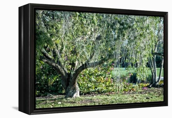 Twisted Tree-Mary Lou Johnson-Framed Stretched Canvas