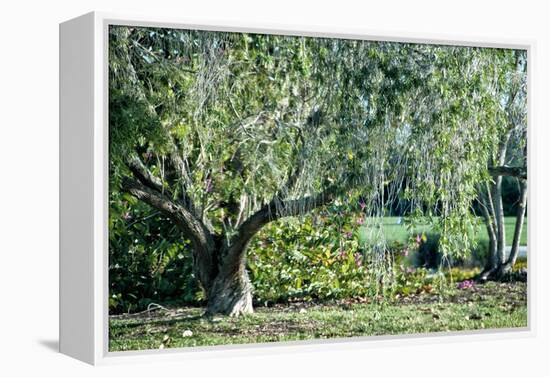 Twisted Tree-Mary Lou Johnson-Framed Stretched Canvas