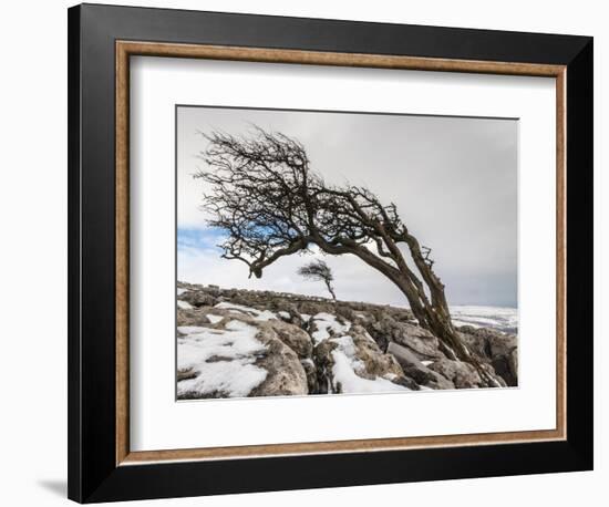 Twistleton Scar End in Snow, Ingleton, Yorkshire Dales, Yorkshire, England, United Kingdom, Europe-Bill Ward-Framed Photographic Print