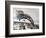 Twistleton Scar End in Snow, Ingleton, Yorkshire Dales, Yorkshire, England, United Kingdom, Europe-Bill Ward-Framed Photographic Print