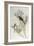 Twite (Carduelis Flavirostris)-John Gould-Framed Giclee Print