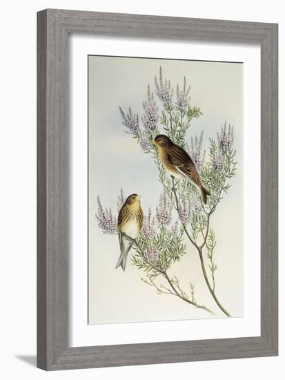 Twite (Carduelis Flavirostris)-John Gould-Framed Giclee Print