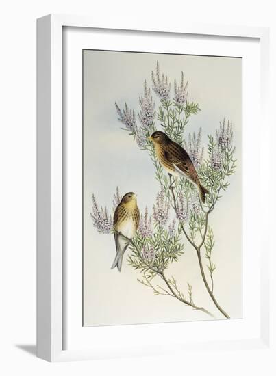 Twite (Carduelis Flavirostris)-John Gould-Framed Giclee Print