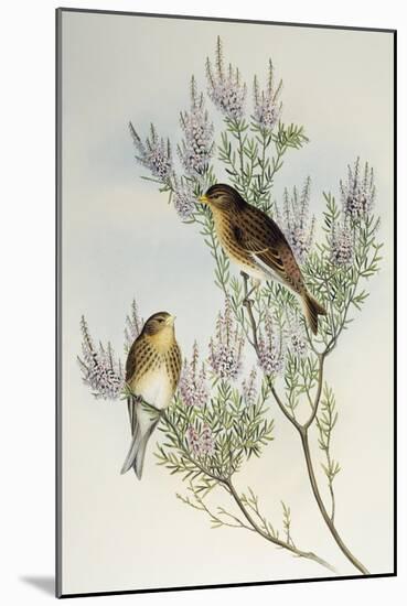 Twite (Carduelis Flavirostris)-John Gould-Mounted Giclee Print