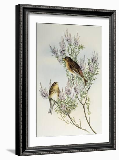 Twite (Carduelis Flavirostris)-John Gould-Framed Giclee Print