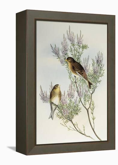 Twite (Carduelis Flavirostris)-John Gould-Framed Premier Image Canvas