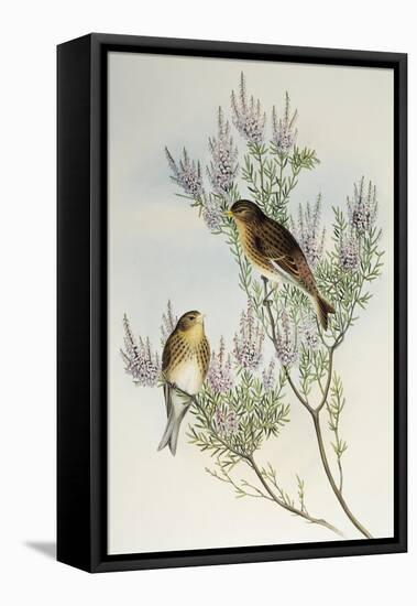 Twite (Carduelis Flavirostris)-John Gould-Framed Premier Image Canvas