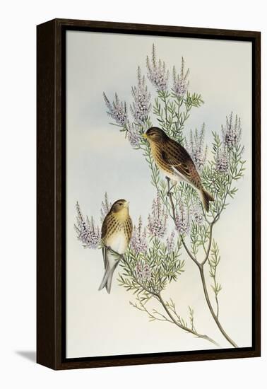 Twite (Carduelis Flavirostris)-John Gould-Framed Premier Image Canvas