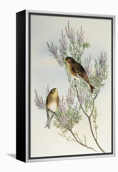 Twite (Carduelis Flavirostris)-John Gould-Framed Premier Image Canvas