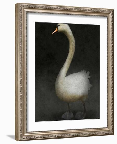 Twitterjam-Lynne Davies-Framed Photographic Print