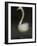 Twitterjam-Lynne Davies-Framed Photographic Print