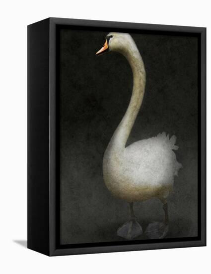 Twitterjam-Lynne Davies-Framed Premier Image Canvas