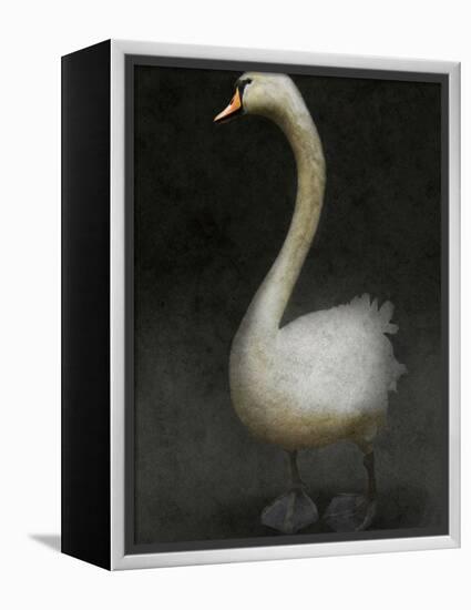 Twitterjam-Lynne Davies-Framed Premier Image Canvas