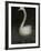 Twitterjam-Lynne Davies-Framed Photographic Print