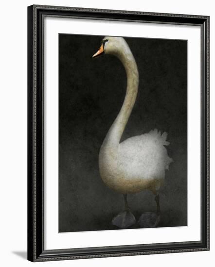 Twitterjam-Lynne Davies-Framed Photographic Print