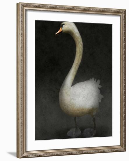 Twitterjam-Lynne Davies-Framed Photographic Print