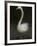 Twitterjam-Lynne Davies-Framed Photographic Print