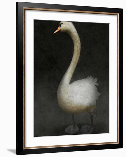 Twitterjam-Lynne Davies-Framed Photographic Print