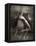 Twitterzoom-Lynne Davies-Framed Premier Image Canvas