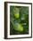 Two Acorns on English Oak Tree, Belgium-Philippe Clement-Framed Photographic Print