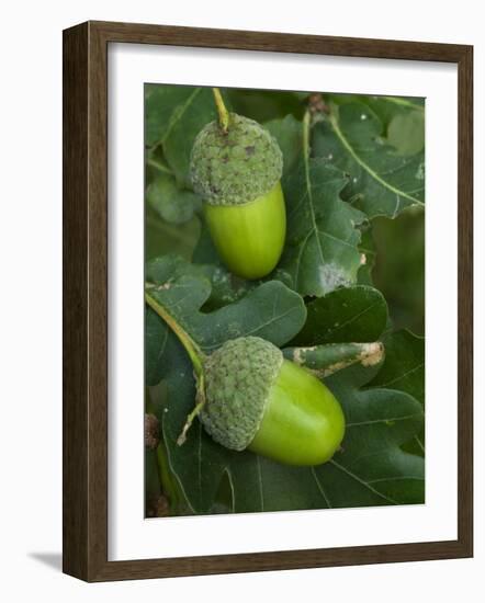 Two Acorns on English Oak Tree, Belgium-Philippe Clement-Framed Photographic Print