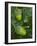 Two Acorns on English Oak Tree, Belgium-Philippe Clement-Framed Photographic Print