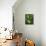 Two Acorns on English Oak Tree, Belgium-Philippe Clement-Mounted Photographic Print displayed on a wall