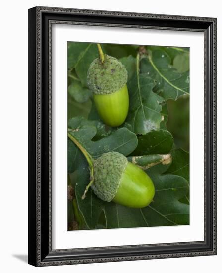 Two Acorns on English Oak Tree, Belgium-Philippe Clement-Framed Photographic Print