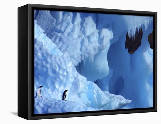 Two Adelie Penguins on Iceberg, Antarctica-Edwin Giesbers-Framed Premier Image Canvas