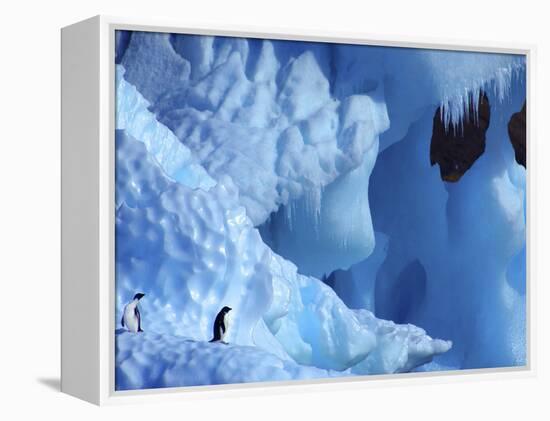 Two Adelie Penguins on Iceberg, Antarctica-Edwin Giesbers-Framed Premier Image Canvas