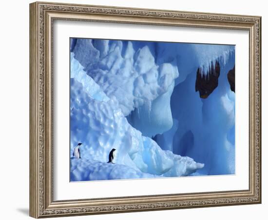 Two Adelie Penguins on Iceberg, Antarctica-Edwin Giesbers-Framed Photographic Print