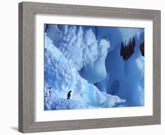 Two Adelie Penguins on Iceberg, Antarctica-Edwin Giesbers-Framed Photographic Print