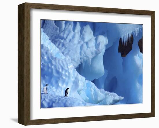 Two Adelie Penguins on Iceberg, Antarctica-Edwin Giesbers-Framed Photographic Print