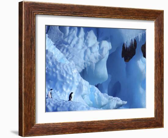 Two Adelie Penguins on Iceberg, Antarctica-Edwin Giesbers-Framed Photographic Print