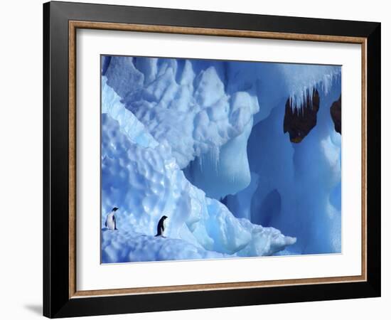 Two Adelie Penguins on Iceberg, Antarctica-Edwin Giesbers-Framed Photographic Print