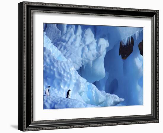 Two Adelie Penguins on Iceberg, Antarctica-Edwin Giesbers-Framed Photographic Print